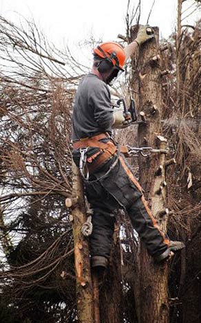 Commercial Tree Services